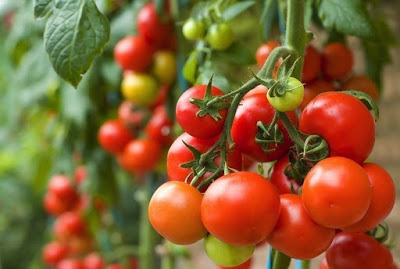 cara alami membuat kulit tubuh menjadi putih dengan tomat